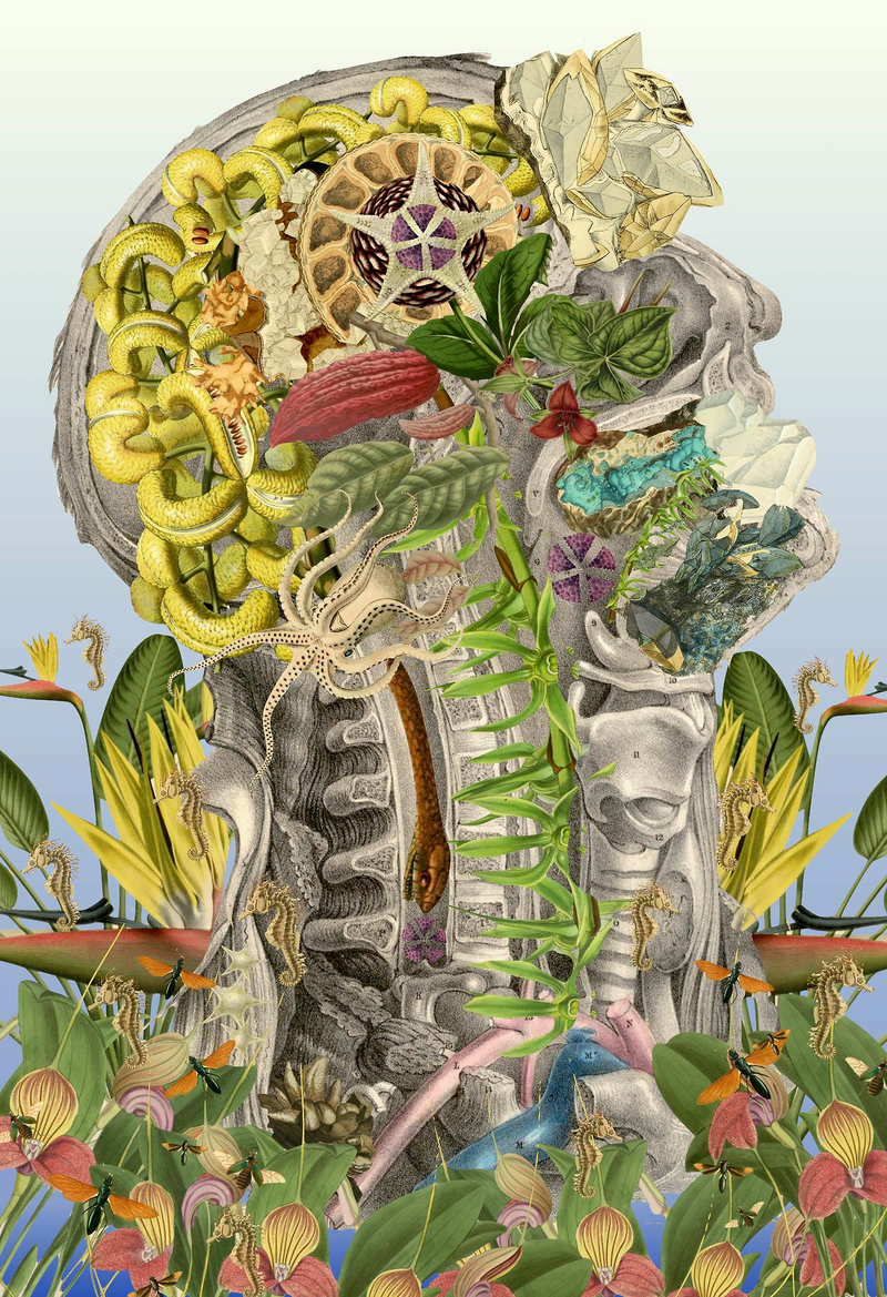 Illustration for article titled Surreal Collages of Animals, Plants, and Body Parts Are Subtly Creepy